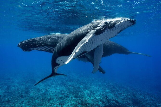 WHALE TOUR - Watching and Swimming with Whales - What Makes This Whale Tour Stand Out?