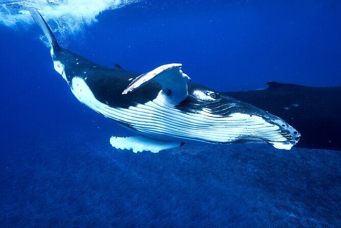WHALE TOUR - Watching and Swimming with Whales - Why Choose This Tour?