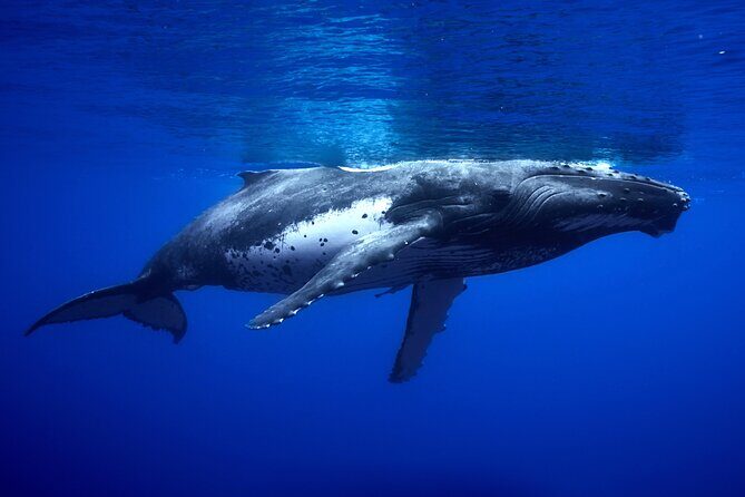 WHALE TOUR - Watching and Swimming with Whales - Frequently Asked Questions