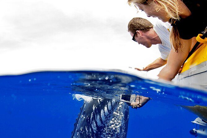 Whale Watch Adventure Aboard Maui's Only Luxury Super Raft - Why You’ll Love This Whale Watch Experience