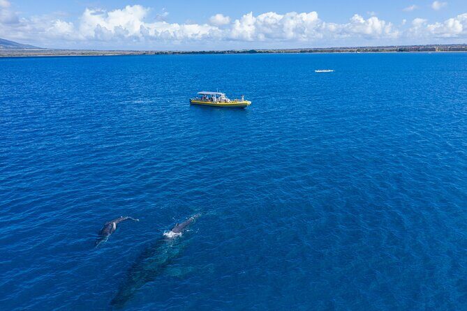 Whale Watch Adventure Aboard Maui's Only Luxury Super Raft - Authentic Experiences and Real Reviews