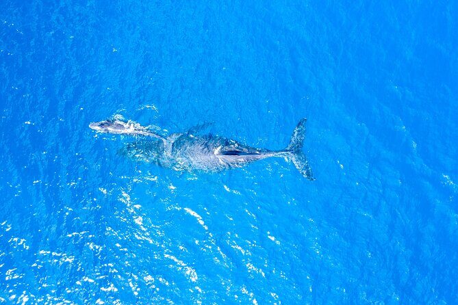 Whale Watch Adventure Aboard Maui's Only Luxury Super Raft - The Sum Up