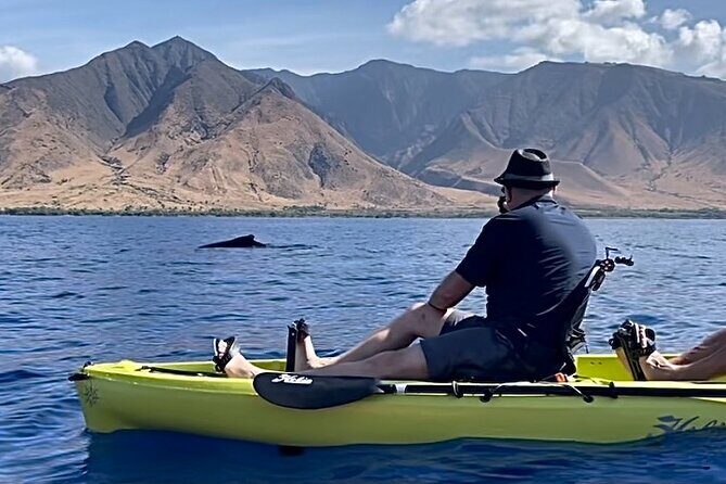 Whale Watch and Scenic Tour from Kayak - Explore Maui’s Marine Life and Coastal Beauty on a Kayak Tour
