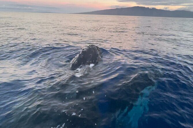 Whale Watch and Scenic Tour from Kayak - Key Points