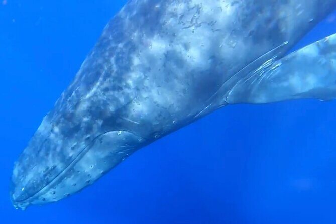 Whale Watch and Scenic Tour from Kayak - The Sum Up