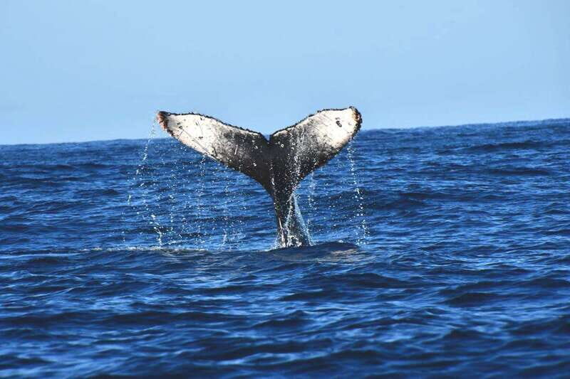 Whale Watch Cabo: Zodiac Whale Adventure - FREE Photos - An Up-Cclose Look at the Zodiac Whale Watching Tour