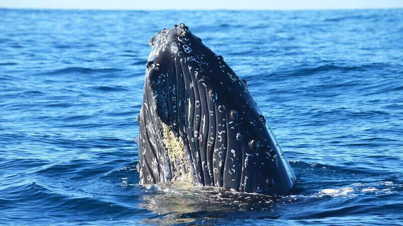 Whale Watch Cabo: Zodiac Whale Adventure - FREE Photos - Who Should Consider This Tour?