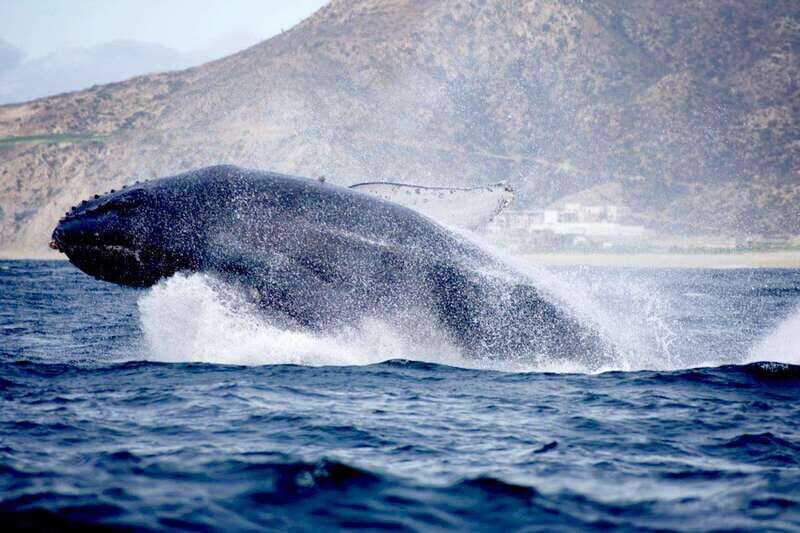 Whale Watch Cabo: Zodiac Whale Adventure - FREE Photos - Final Thoughts