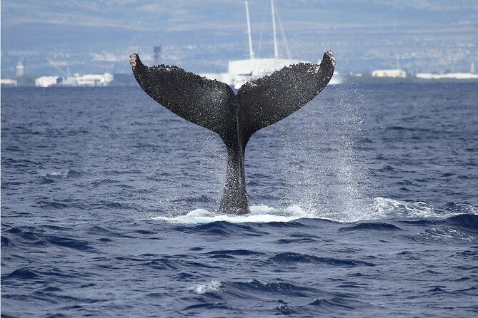 Whale Watch Cruise Aboard The Majestic by Atlantis Cruises - Key Points