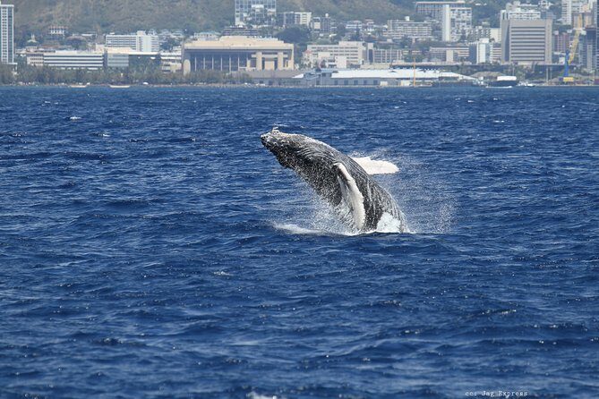 Whale Watch Cruise Aboard The Majestic by Atlantis Cruises - Who Should Consider This Tour?