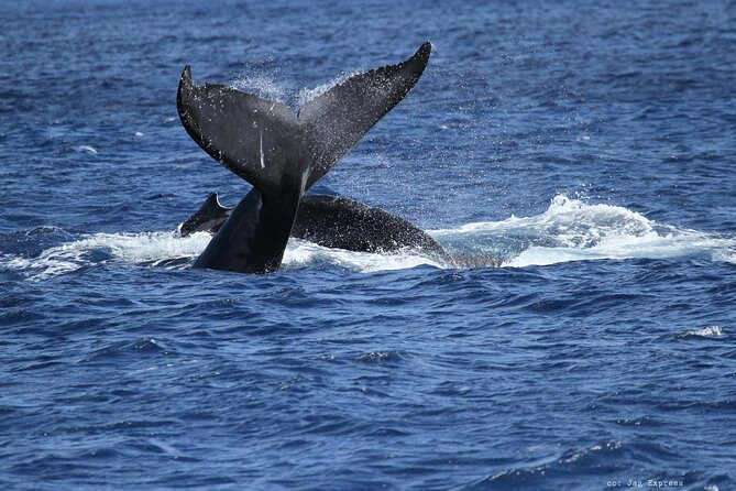 Whale Watch Cruise Aboard The Majestic by Atlantis Cruises - The Sum Up: Is This Whale Watch Cruise Worth It?