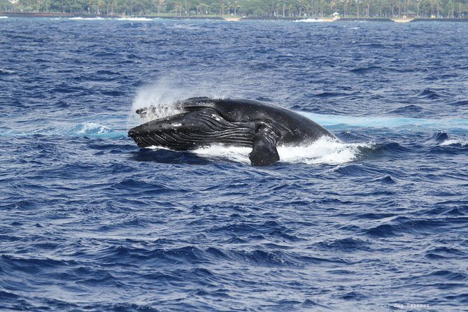 Whale Watch Cruise Aboard The Majestic by Atlantis Cruises - FAQ: Your Questions Answered