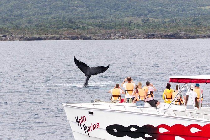 Whale watch tour from Santo Domingo with Bacardi Island and lunch included - Detailed Review