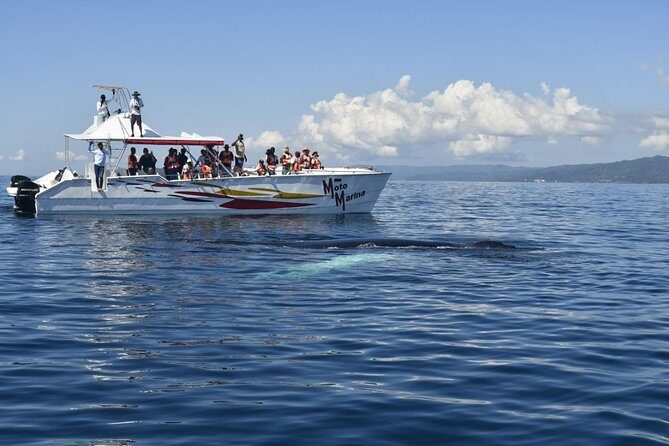 Whale watch tour from Santo Domingo with Bacardi Island and lunch included - Final Thoughts
