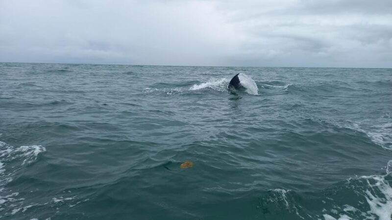 WHALE WATCHIN' TOUR - Key Points