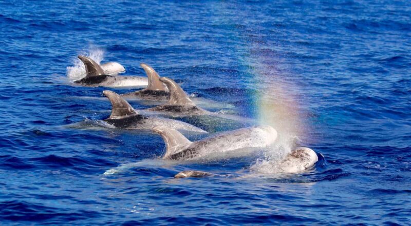 Whale watching - A Detailed Look at the Whale Watching Experience