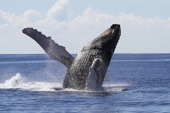 Whale Watching 2026 from Punta Cana - Full Day - A Detailed Look at the Tour Experience