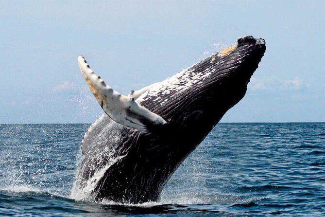 Whale Watching - Practical Aspects: Transportation, Group Size, and Timing