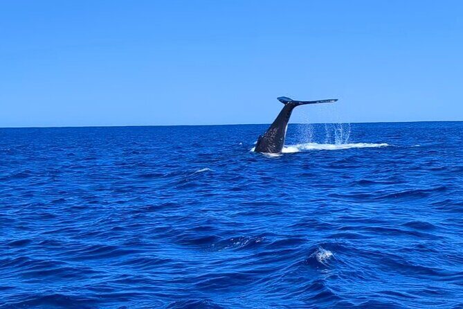 Whale watching 6 people half day - Key Points: