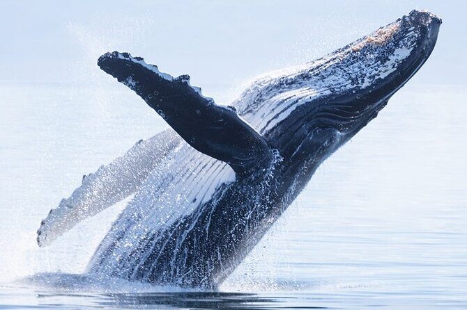 Whale watching 6 people half day - Exploring the Moorea Whale Watching Tour