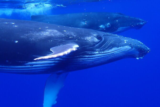 Whale watching 6 people half day - The Sum Up