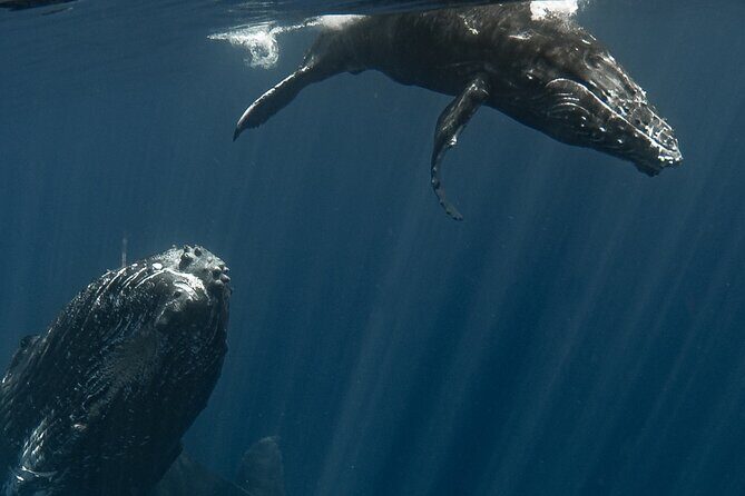 Whale Watching Activity - The Sum Up