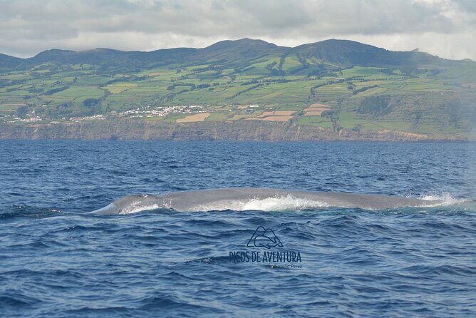 Whale Watching Activity in North Coast - Pricing and Value
