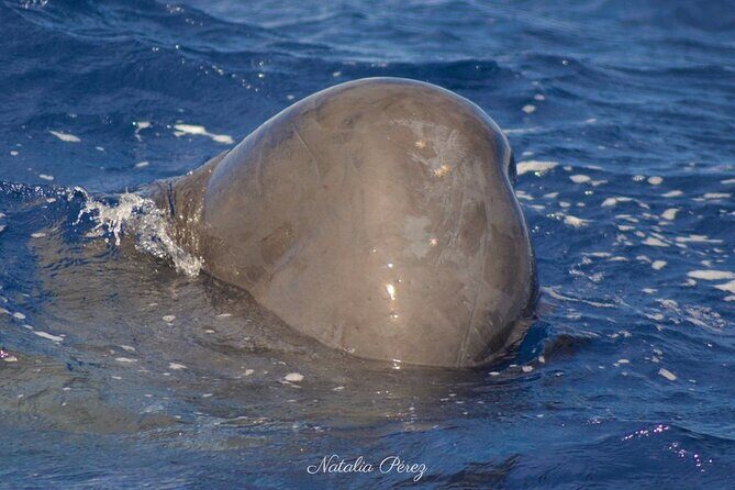 Whale Watching Activity in North Coast - The Sum Up