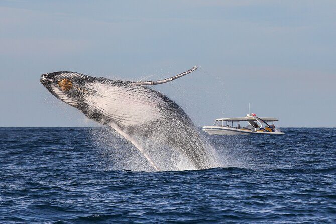 Whale Watching Adventure Cruise - A Detailed Look at the Whale Watching Adventure Cruise