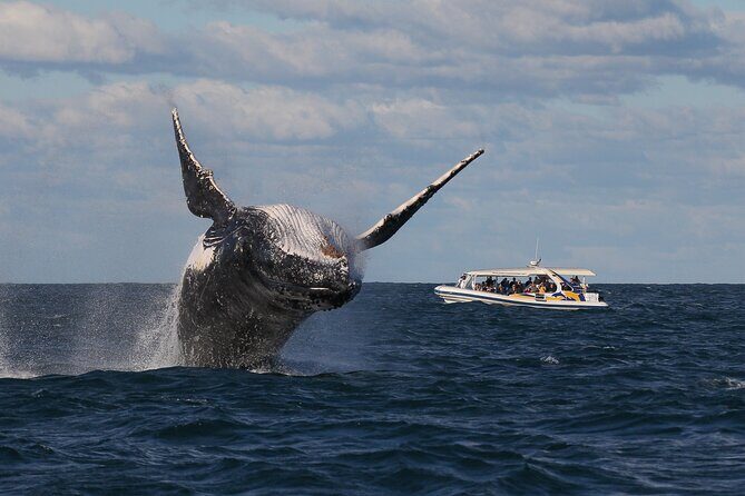 Whale Watching Adventure Cruise - Final Thoughts
