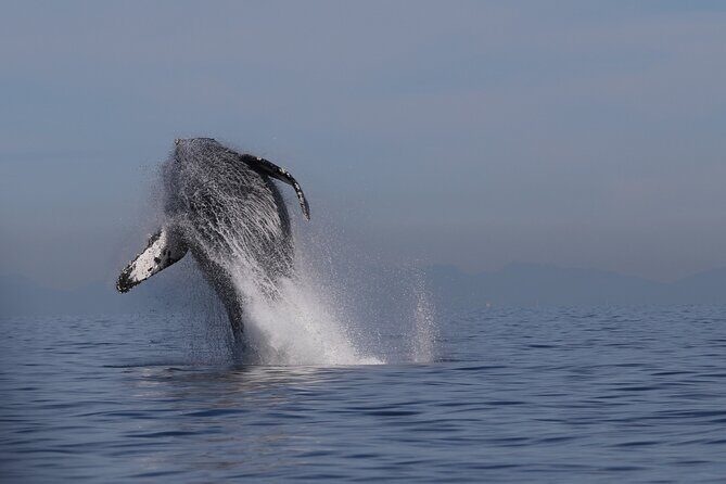 Whale Watching Adventure from Vancouver BC - Discover the Magic of Whale Watching from Vancouver BC