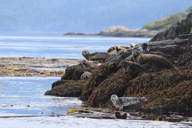 Whale Watching Adventure from Vancouver BC - The Experience in Detail
