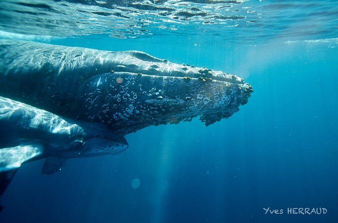 Whale Watching Adventure in Cabo San Lucas - A Detailed Look at the Whale Watching Experience in Cabo San Lucas
