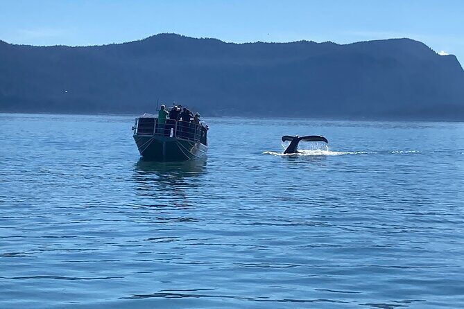 Whale Watching Adventure in Juneau - An In-Depth Look at the Whale Watching Tour