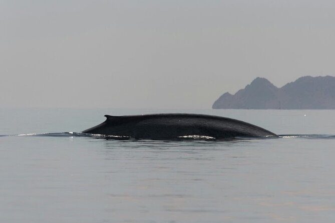 Whale Watching Adventure in Loretos Sea of Cortez - Key Points