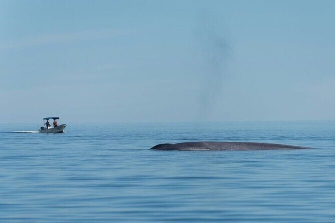 Whale Watching Adventure in Loretos Sea of Cortez - Frequently Asked Questions