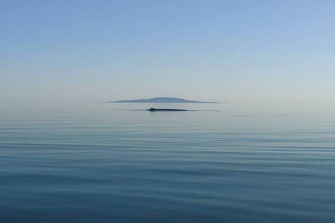 Whale Watching Adventure in Loretos Sea of Cortez - Final Thoughts