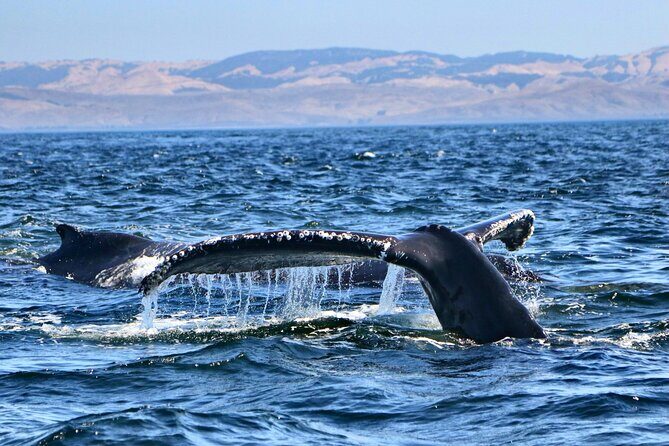 Whale Watching Adventure in Morro Bay - An In-Depth Look at Your Morro Bay Whale-Watching Experience