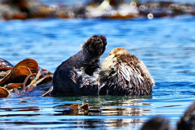 Whale Watching Adventure in Morro Bay - Frequently Asked Questions