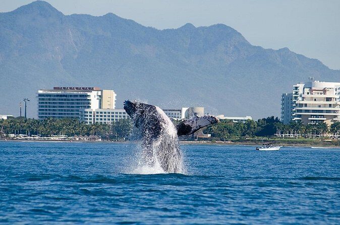 Whale Watching Adventure In Puerto Vallarta - FAQ