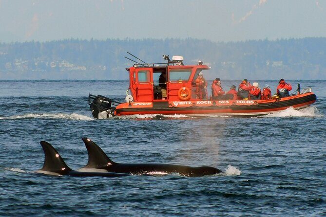 Whale Watching Adventure Vancouver - Starting Point and Easy Access