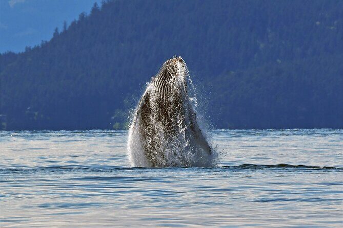 Whale Watching Adventure Vancouver - The Value of the Experience