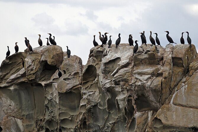 Whale Watching Adventure Vancouver - Potential Drawbacks