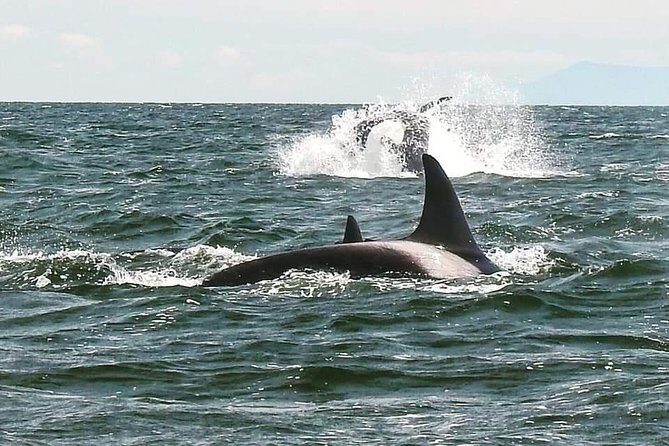 Whale Watching Adventure Vancouver - Who Should Book This Tour?