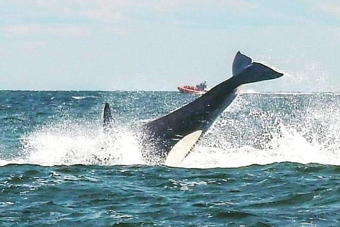 Whale Watching Adventure Vancouver - The Scenic Highlights