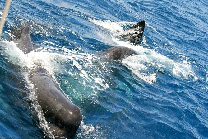 Whale Watching and Dolphin Spotting Cruise - Frequently Asked Questions