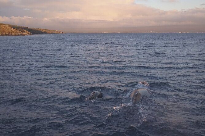 Whale Watching and Drone Photoshoot Experience - Location and Setting: Why the Cliffside View Matters