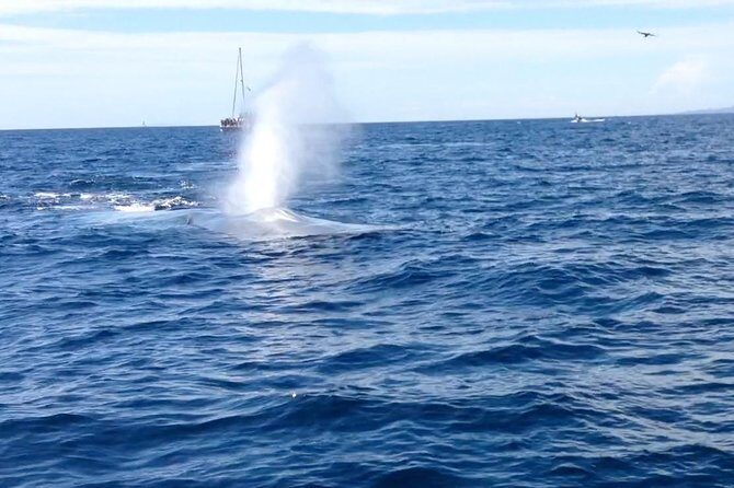 Whale Watching and Fishing Combination Excursions - A Deep Dive into the Experience