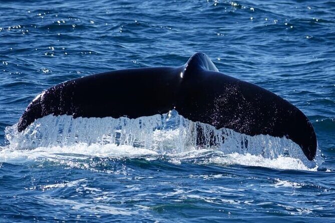 Whale Watching and Marine Life Tour in Reykjavik - Who Should Consider This Tour?