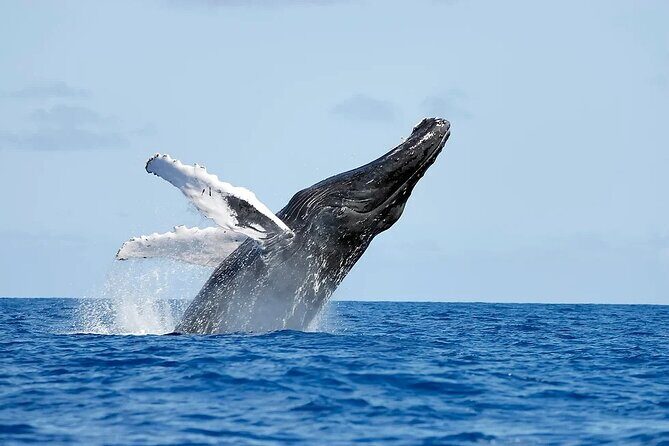 Whale watching and Montana Redonda - Discovering the Dominican Republic’s Wild Side: Whale Watching and Montana Redonda